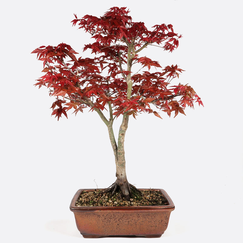 Acer deshojo - Rotgrüner Fächerahorn, ca. 16 jährig, ca. 45-50 cm, Gartenbonsai