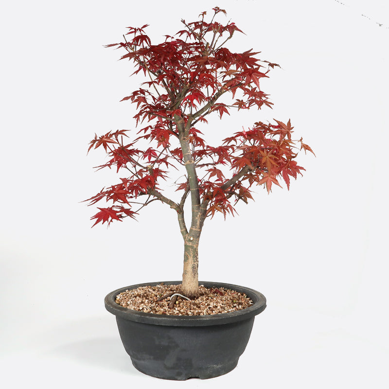 Acer deshojo - Rotgrüner Fächerahorn, ca. 18-19 jährig, ca. 45-50 cm, Gartenbonsai