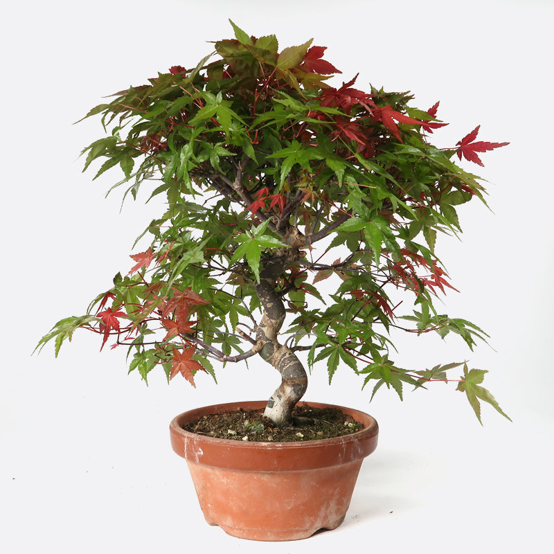 Acer deshojo - Rotgrüner Fächerahorn, ca. 15 jährig, ca. 35-40 cm, Gartenbonsai