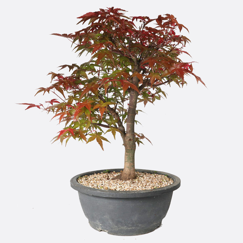 Acer deshojo - Rotgrüner Fächerahorn, ca. 18-19 jährig, ca. 40-45 cm, Gartenbonsai