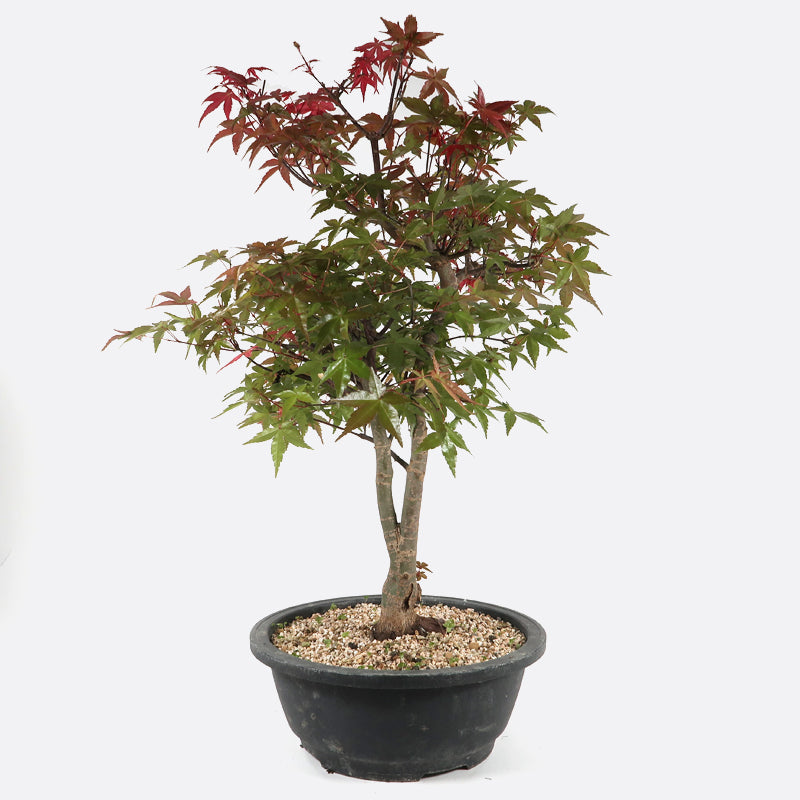 Acer deshojo - Rotgrüner Fächerahorn, ca. 18-19 jährig, ca. 45-50 cm, Gartenbonsai