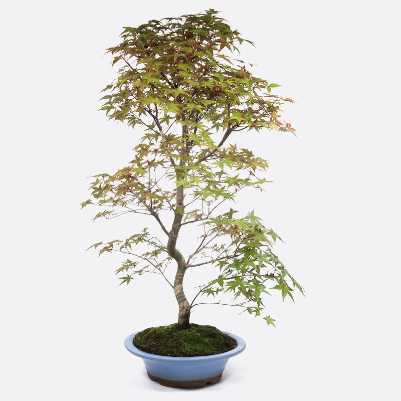 Acer deshojo - Rotgrüner Fächerahorn, ca. 24 jährig, ca. 70-75 cm, Gartenbonsai