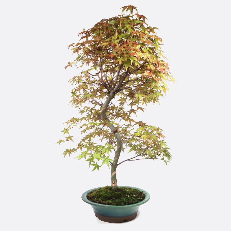 Acer deshojo - Rotgrüner Fächerahorn, ca. 24 jährig, ca. 70-75 cm, Gartenbonsai