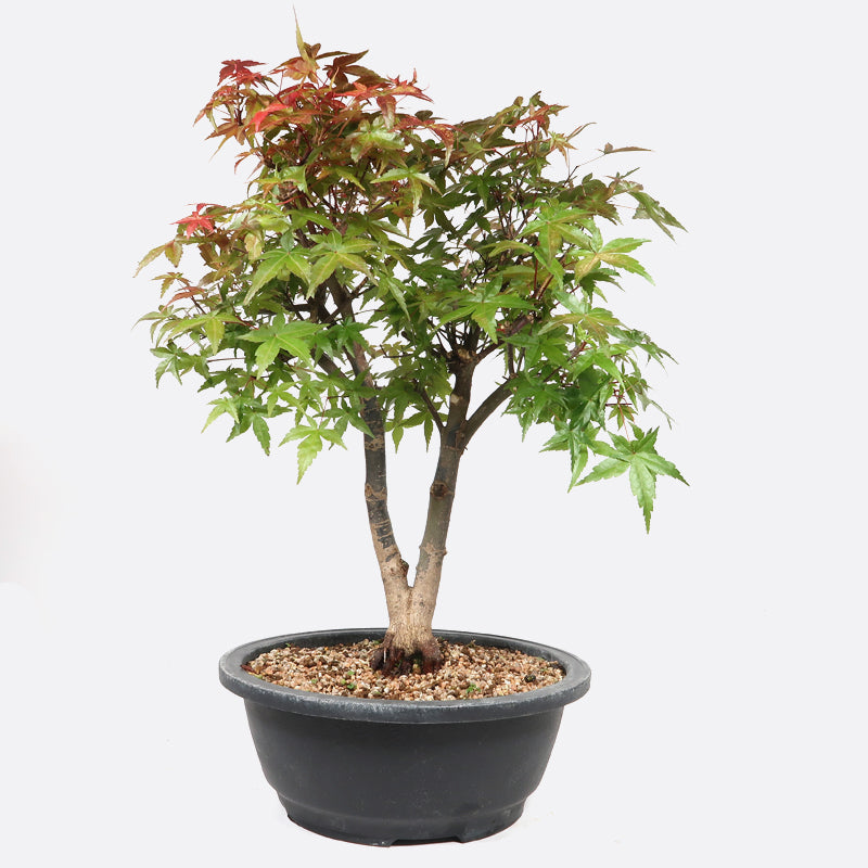 Acer deshojo - Rotgrüner Fächerahorn, ca. 18-19 jährig, ca. 40-45 cm, Gartenbonsai