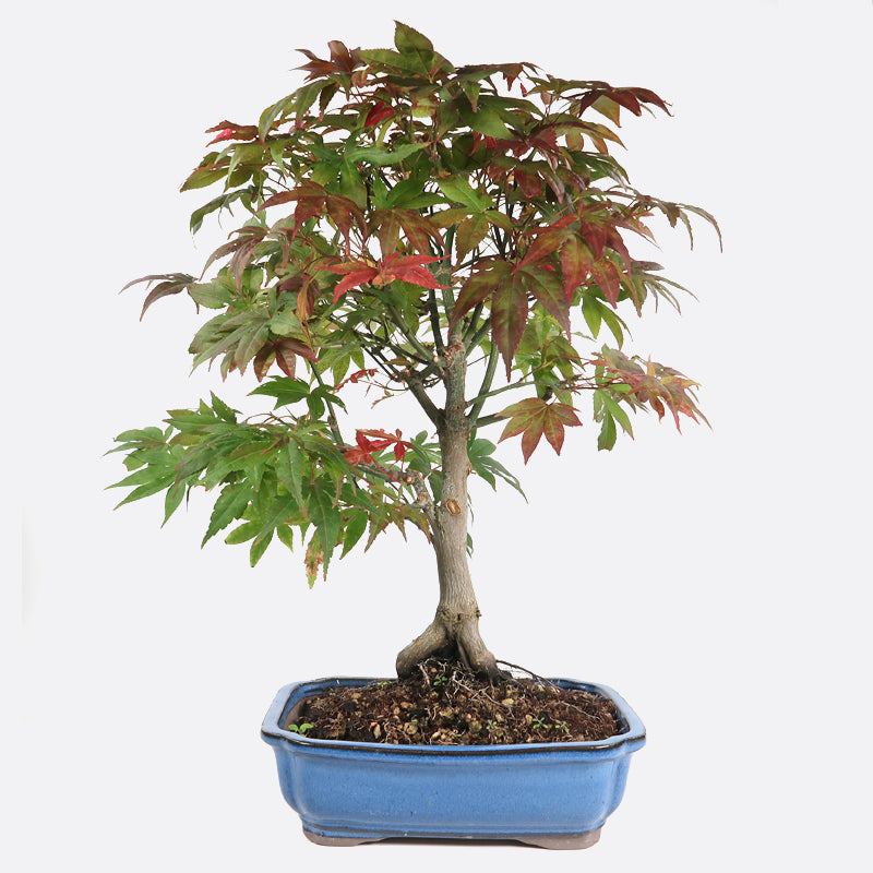 Acer deshojo - Rotgrüner Fächerahorn, ca. 16-17 jährig, ca. 50-55 cm, Gartenbonsai