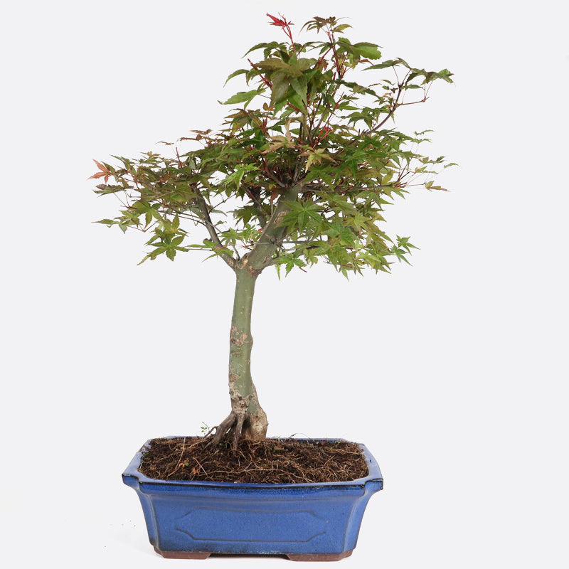 Acer deshojo - Rotgrüner Fächerahorn, ca. 16-17 jährig, ca. 45-50 cm, Gartenbonsai