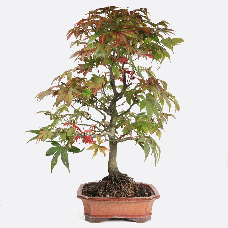 Acer deshojo - Rotgrüner Fächerahorn, ca. 16-17 jährig, ca. 65-70 cm, Gartenbonsai