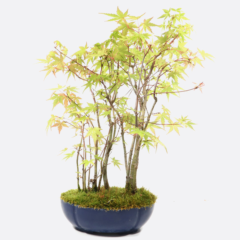 Acer katsura - Japanischer Fächerahorn, ca. 8 jährig, 40-45 cm, Gartenbonsai