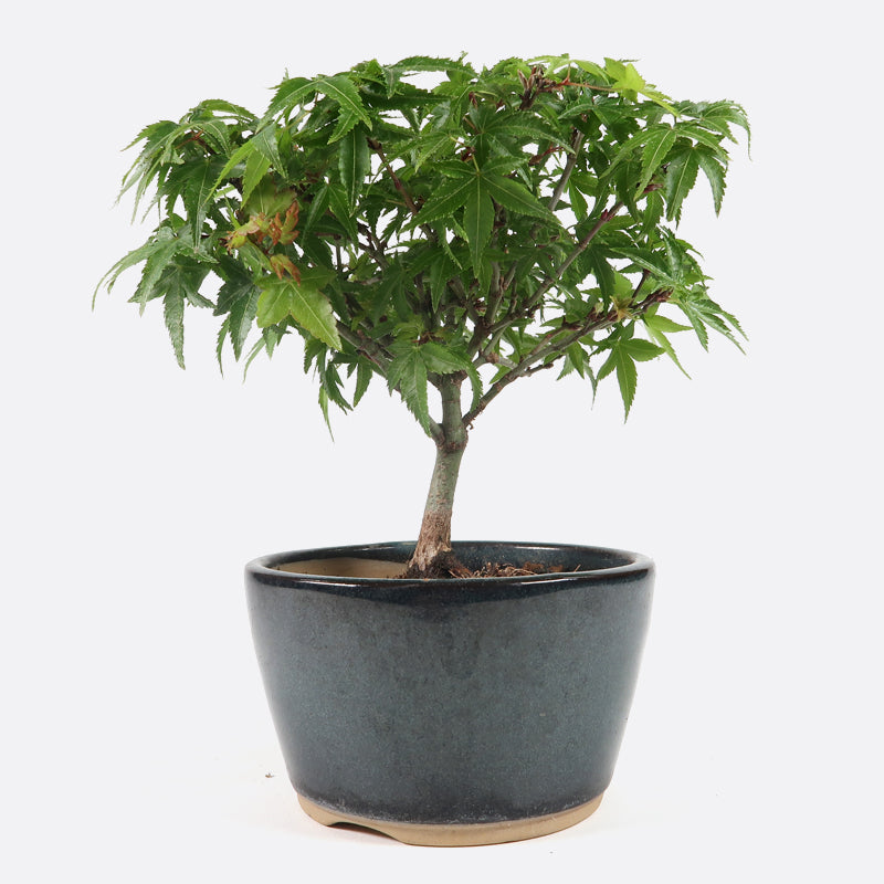 Acer kiyohime - Japanischer Fächerahorn, 10 jährig, 15-20 cm Gartenbonsai