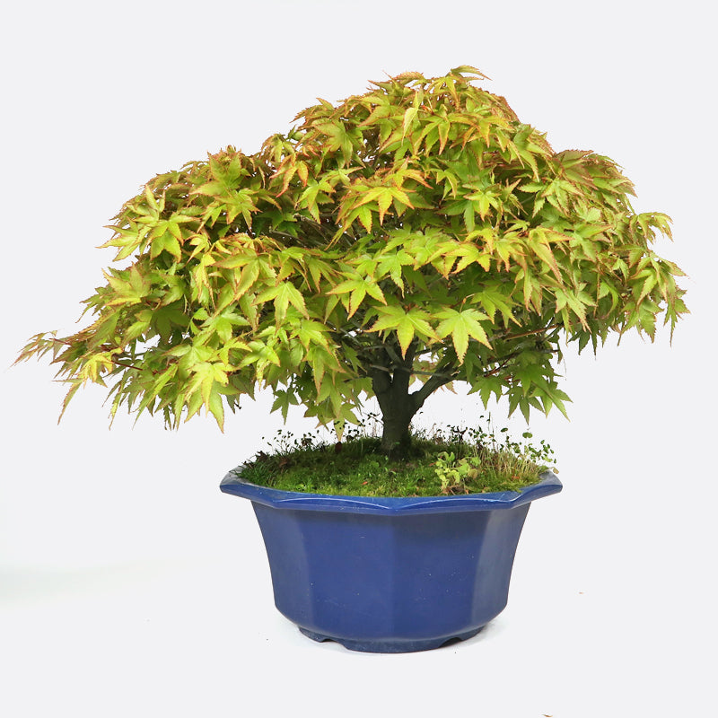 Acer kiyohime - Japanischer Fächerahorn, ca. 14 jährig, 30-35 cm Gartenbonsai