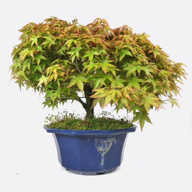 Acer kiyohime - Japanischer Fächerahorn, ca. 14 jährig, 30-35 cm Gartenbonsai
