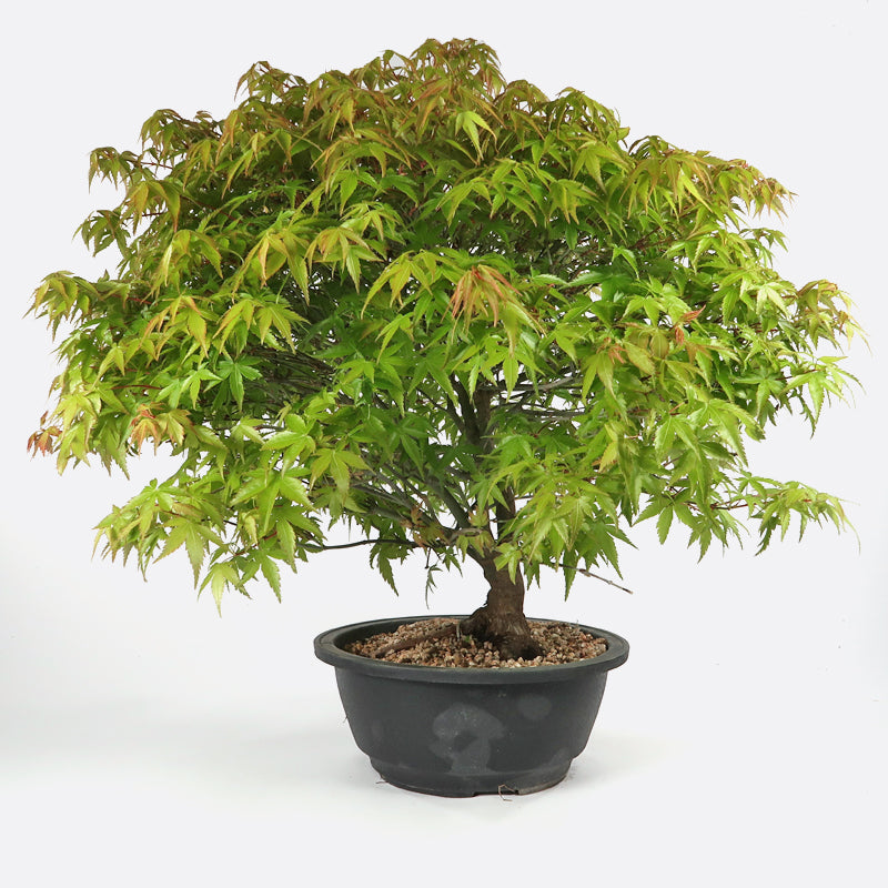 Acer kiyohime - Japanischer Fächerahorn, ca. 17 jährig, 45-50 cm Gartenbonsai