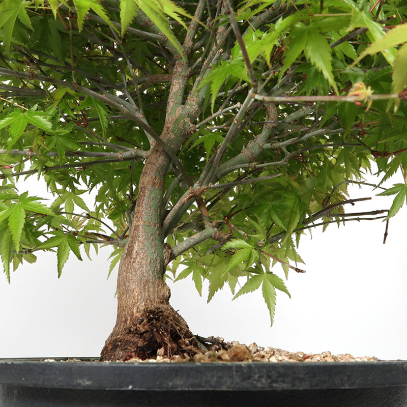 Acer kiyohime - Japanischer Fächerahorn, ca. 17 jährig, 45-50 cm Gartenbonsai