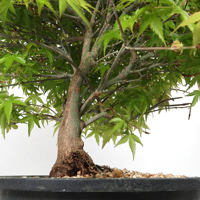 Acer kiyohime - Japanischer Fächerahorn, ca. 17 jährig, 45-50 cm Gartenbonsai