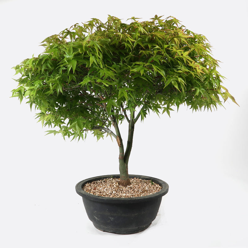 Acer kiyohime - Japanischer Fächerahorn, ca. 15 jährig, 40-45 cm Gartenbonsai