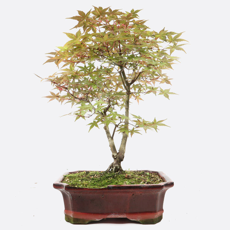 Acer palmatum - Japanischer Fächerahorn, ca. 13 jährig, 45-50 cm, Gartenbonsai