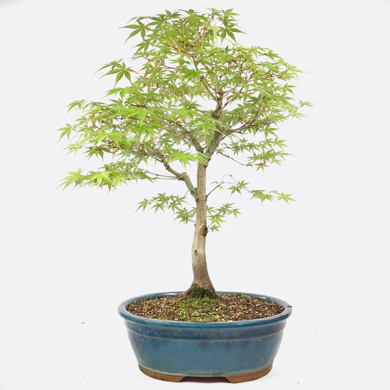 Acer palmatum - Japanischer Fächerahorn, ca. 19 jährig, 60-65 cm, Gartenbonsai