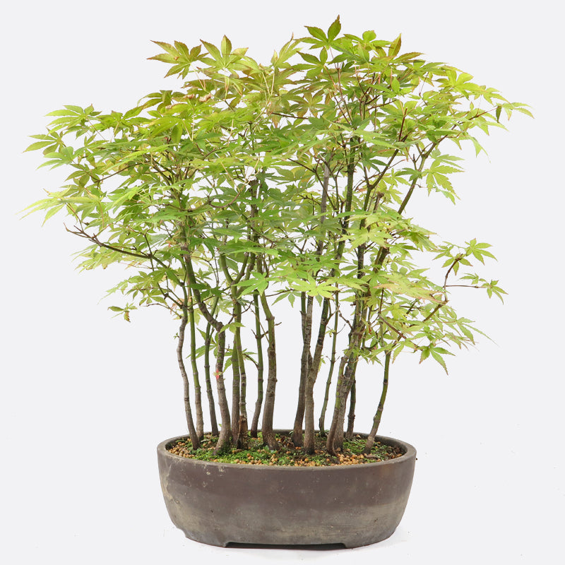 Acer palmatum - Japanischer Fächerahorn, ca. 8-13 jährig, 45-50 cm, Gartenbonsai