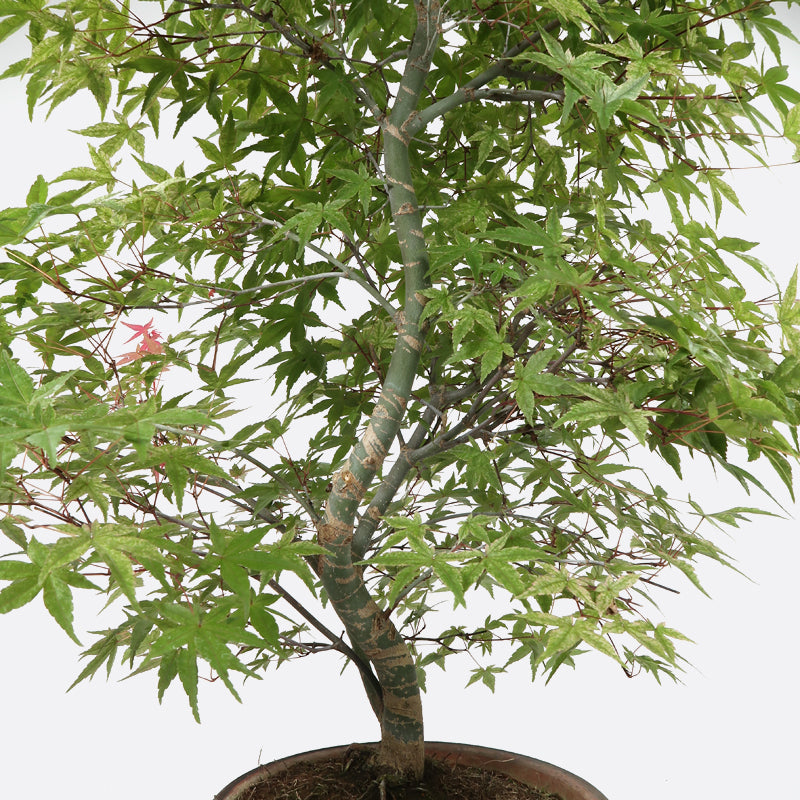 bonsai banana tree Maple bonsai – The Artment main image 0