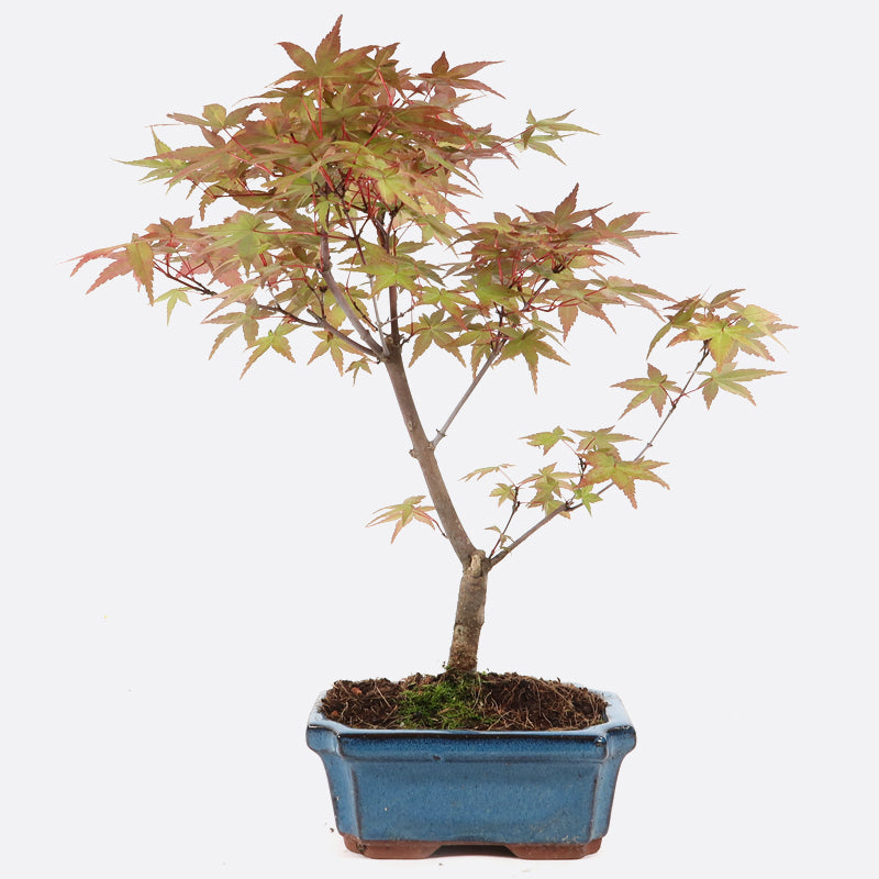 Acer deshojo - Rotgrüner Fächerahorn, ca. 7-8 jährig, ca. 35-40 cm, Gartenbonsai