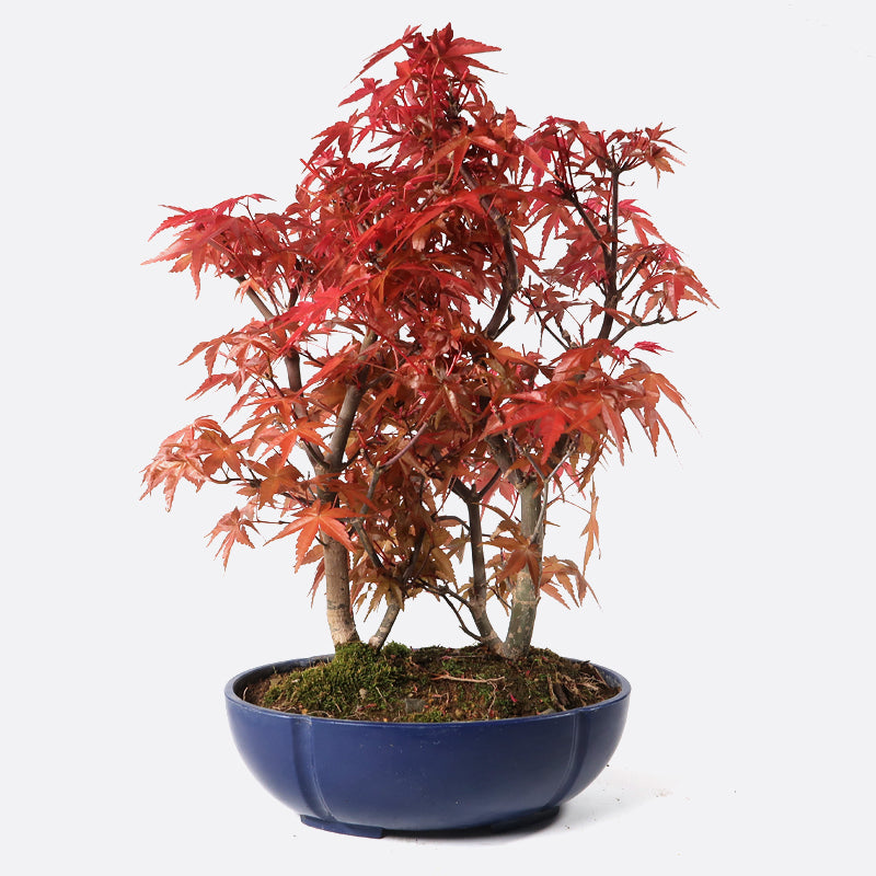 Acer palmatum yamamomiji - Japanischer Fächerahorn, ca. 6/7/8 jährig, 30-35 cm, Gartenbonsai