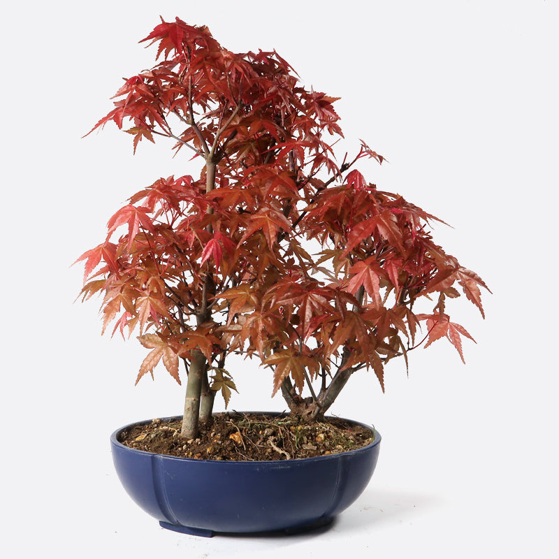Acer palmatum yamamomiji - Japanischer Fächerahorn, ca. 6/7/8 jährig, 30-35 cm, Gartenbonsai