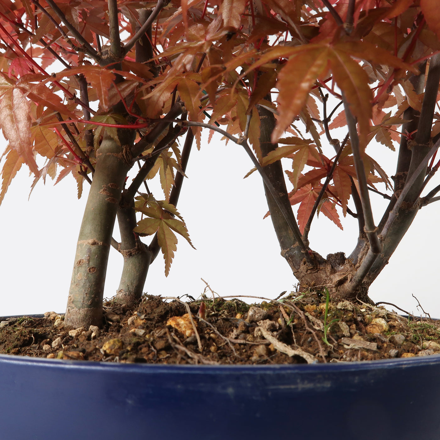 Acer palmatum yamamomiji - Japanischer Fächerahorn, ca. 6/7/8 jährig, 30-35 cm, Gartenbonsai
