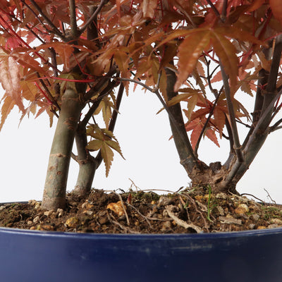 Acer palmatum yamamomiji - Japanischer Fächerahorn, ca. 6/7/8 jährig, 30-35 cm, Gartenbonsai