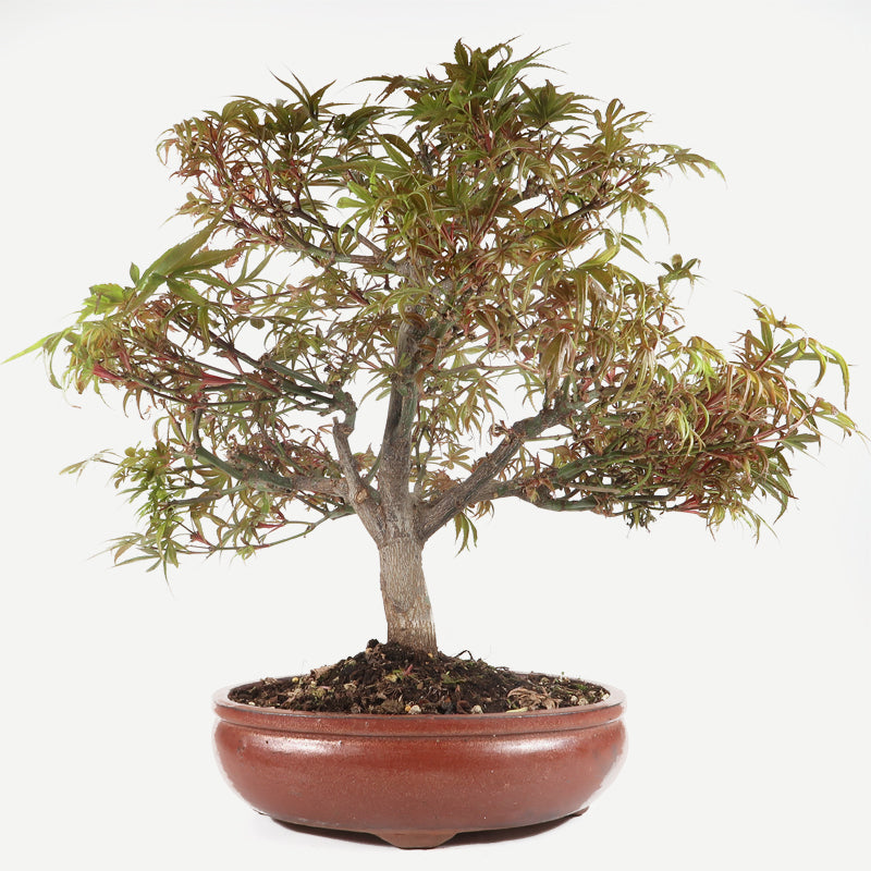 Acer shaina- Japanischer Fächerahorn, ca. 18 jährig, 50-55 cm, Gartenbonsai
