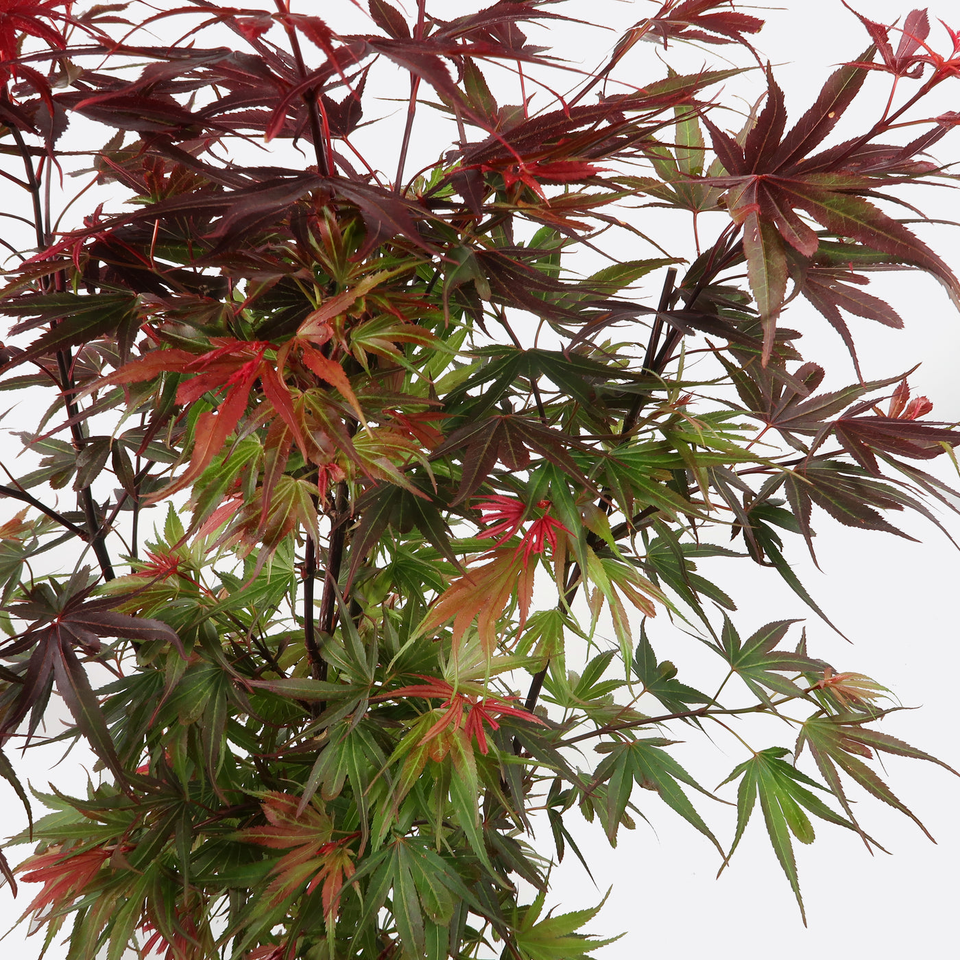 Acer shaina- Japanischer Fächerahorn, Pflanze zum Gestalten, Gartenbonsai