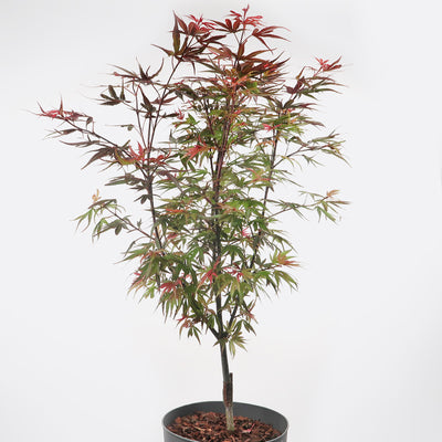 Acer shaina- Japanischer Fächerahorn, Pflanze zum Gestalten, Gartenbonsai