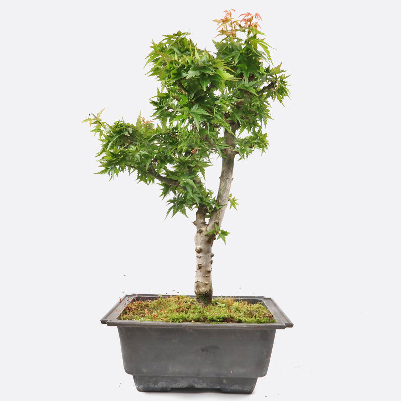 Acer palmatum shishigashira - Löwenkopfahorn, 11-12 jährig, 35-40 cm, Gartenbonsai