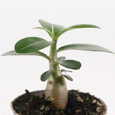 Adenium obesum