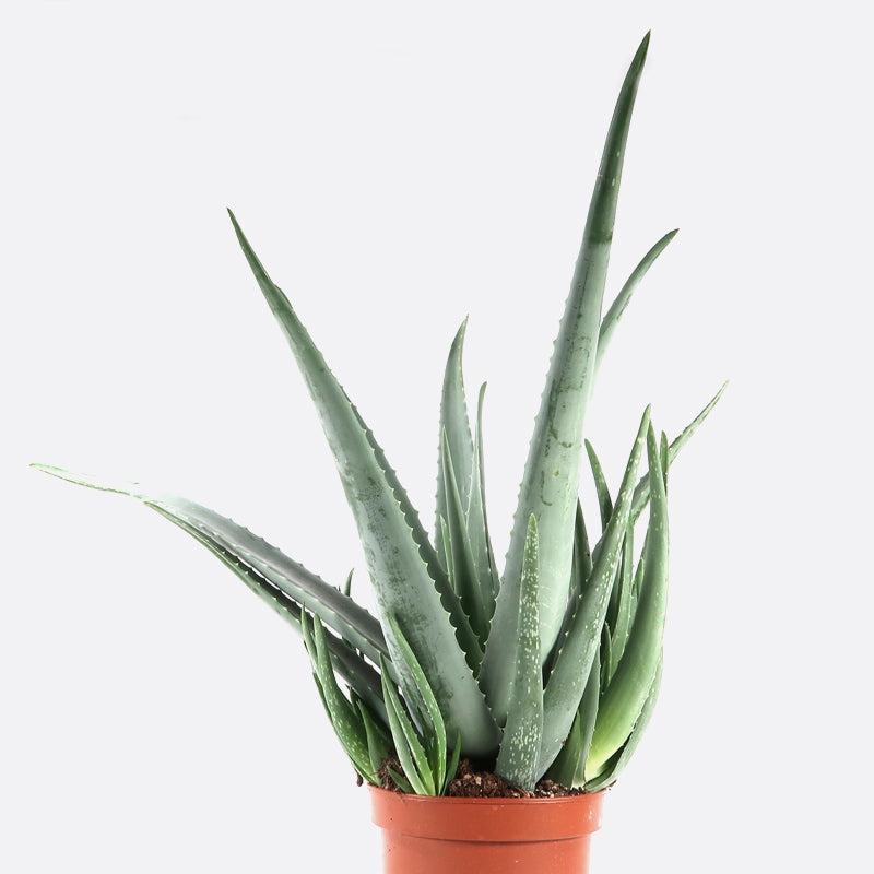 Aloe vera barbadensis