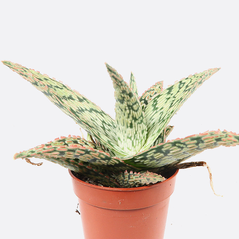 Aloe vitro