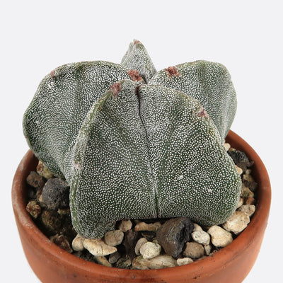 Astrophytum myriostigma