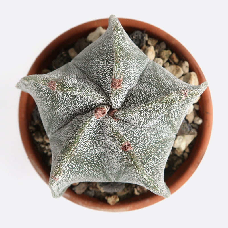 Astrophytum myriostigma