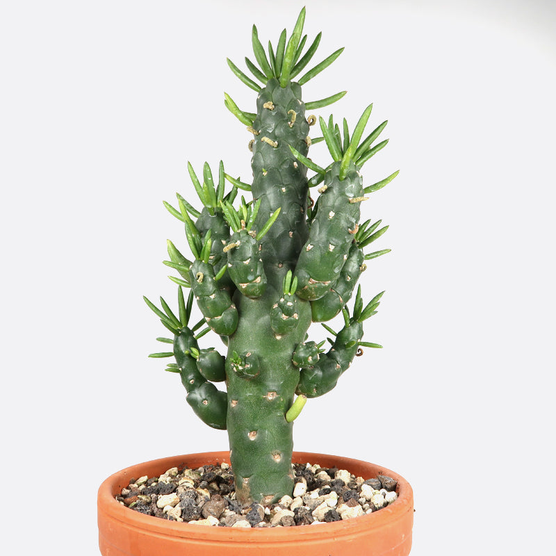 Austrocylindropuntia