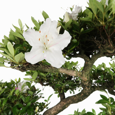 Azalea indicum - Satsuki Azalee, ca. 34 jährig, 50-55 cm, Gartenbonsai