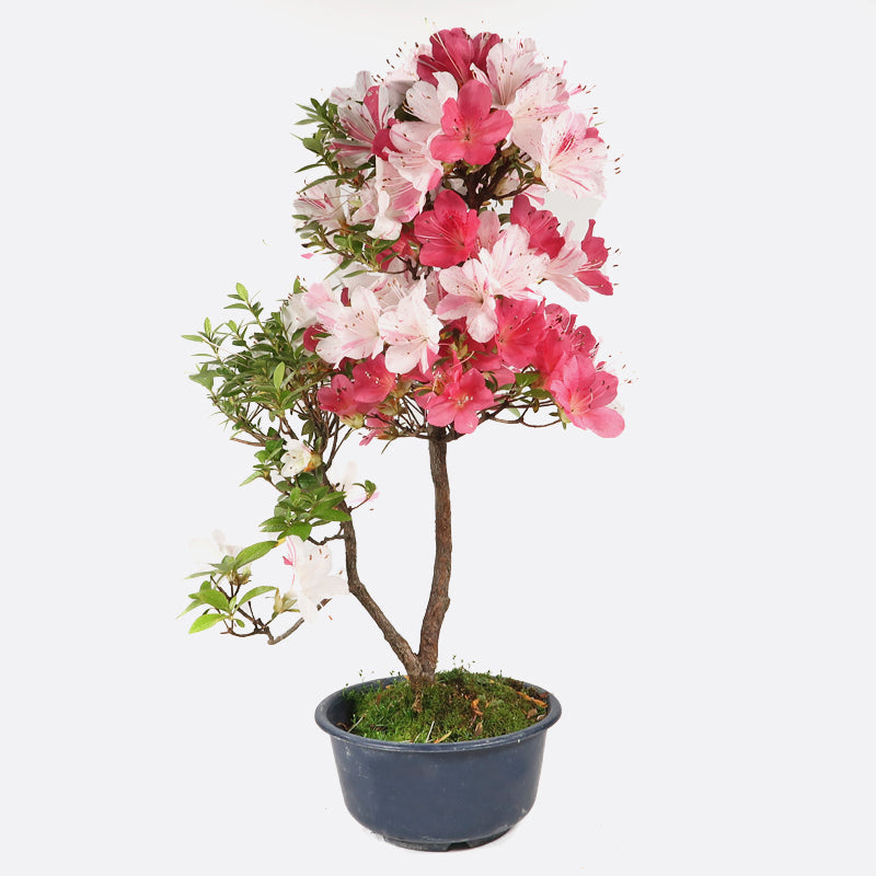 Azalea indicum - Azalee, ca. 11 jährig, 45-50 cm, Gartenbonsai