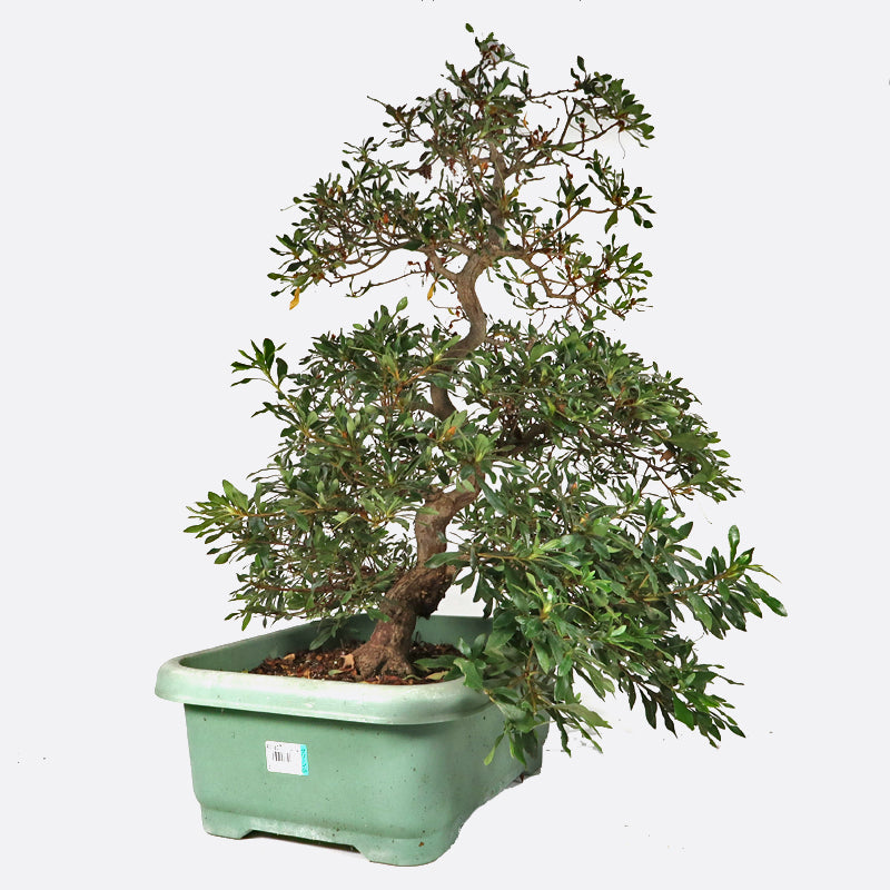 Azalea - Satsukiazalee, ca. 22  jährig, 70-75 Gartenbonsai