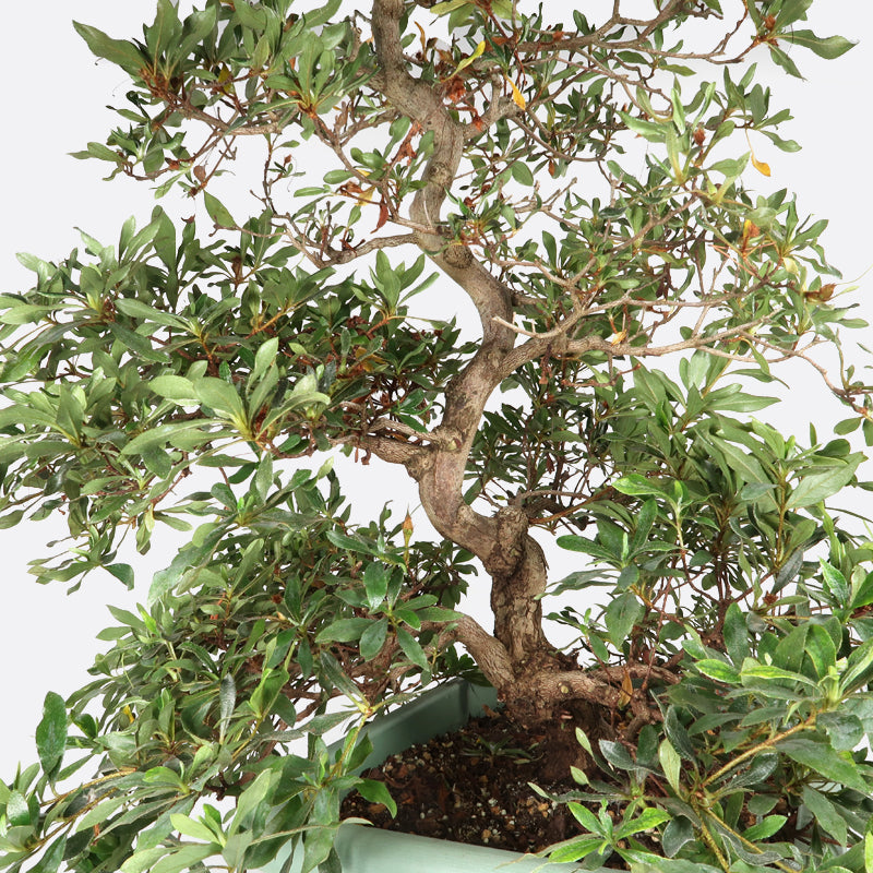 Azalea - Satsukiazalee, ca. 22  jährig, 70-75 Gartenbonsai