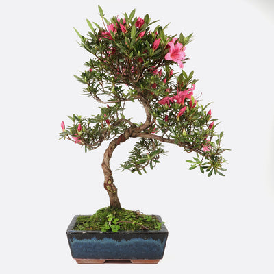 Azalea obtusum - Satsukiazalee, ca. 12-13 jährig, 35-40 cm, Gartenbonsai