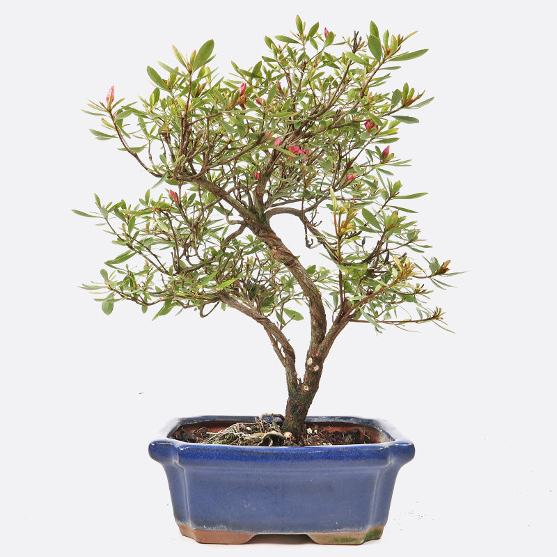 Azalea obtusum - Satsukiazalee, ca. 12-13 jährig, 30-35 cm, Gartenbonsai