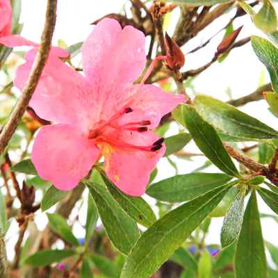 Azalea obtusum - Satsukiazalee, ca. 12-13 jährig, 30-35 cm, Gartenbonsai