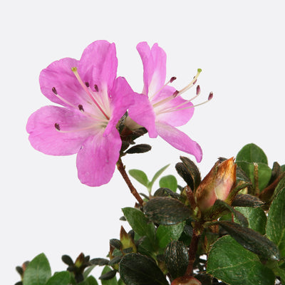 Azalea indicum - Azalee, ca. 12 jährig, 20-25 cm, Gartenbonsai