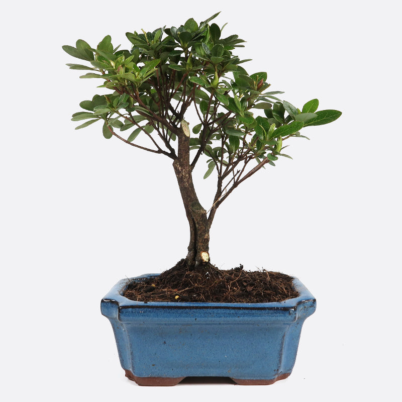 Azalea indicum - Azalee, ca. 7 jährig, 25-30 cm, Gartenbonsai