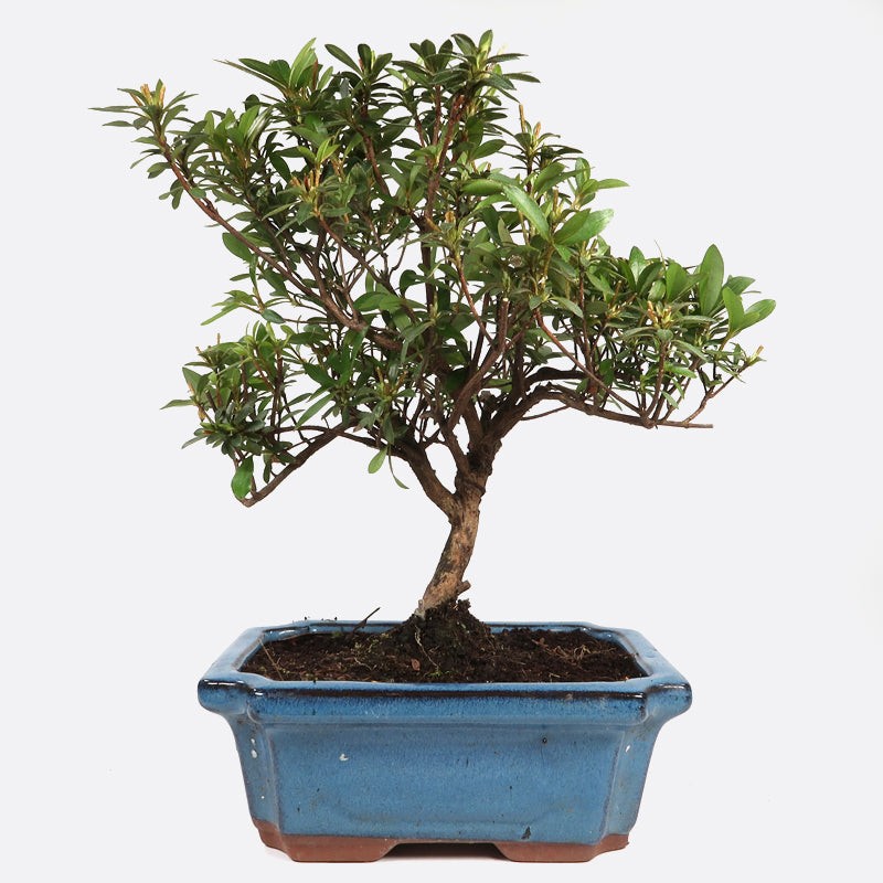 Azalea obtusum - Satsukiazalee, ca. 9 jährig, 25-30 cm, Gartenbonsai