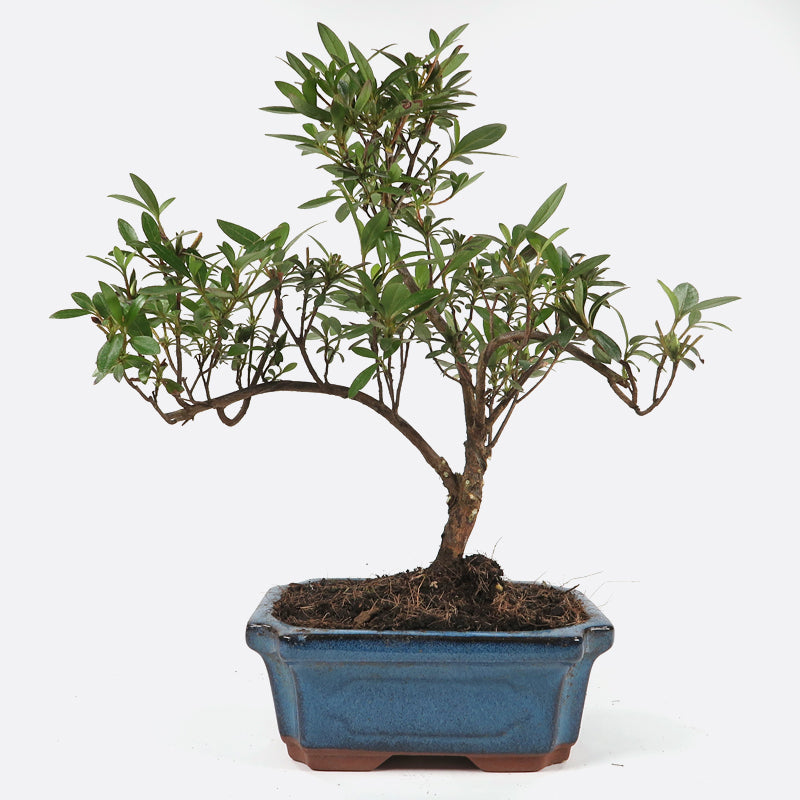 Azalea indicum - Satsukiazalee, ca. 7-8 jährig, 30-35 cm, Gartenbonsai