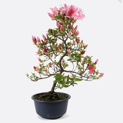 Azalea indicum - Azalee, ca. 11 jährig, 35-40 cm, Gartenbonsai